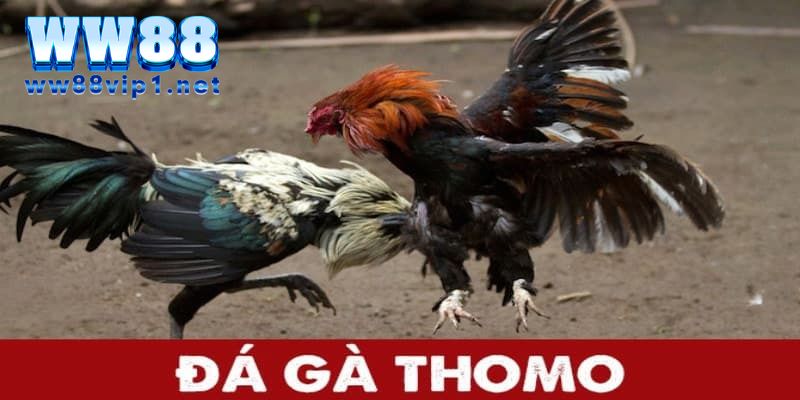 Những điều cần lưu ý khi chọi gà thomo