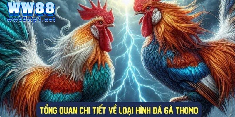 Luật chơi cơ bản khi tham gia hình thức đá gà thomo