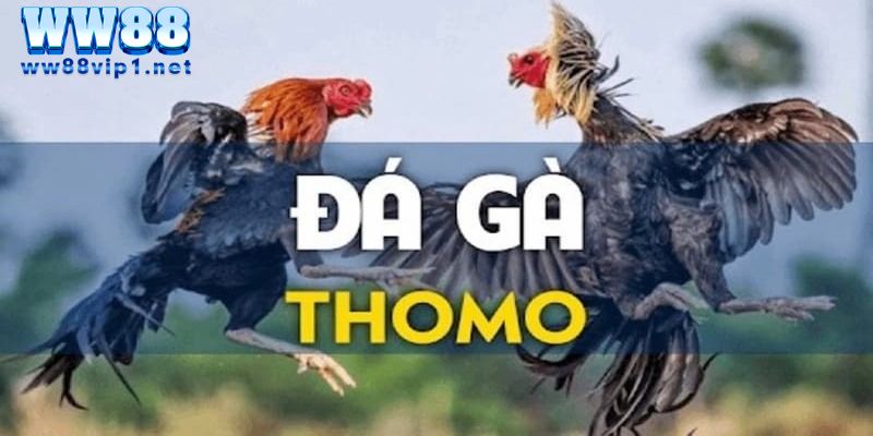 Giới thiệu thông tin đá gà thomo