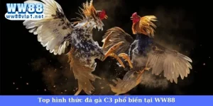 Những hình thức tổ chức đá gà C3 phổ biến