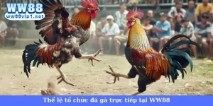 Thể lệ trực tiếp đá gà hôm nay tại nhà cái WW88